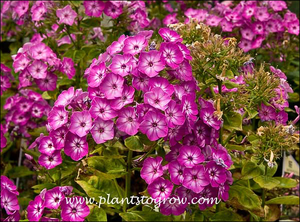 Phlox Volcano with White Eye